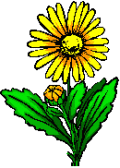 Fleurs